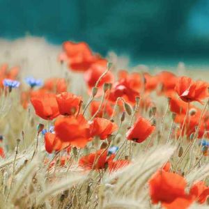 دانلود آهنگ سر جات بمون اون خودش پیدات میکنه